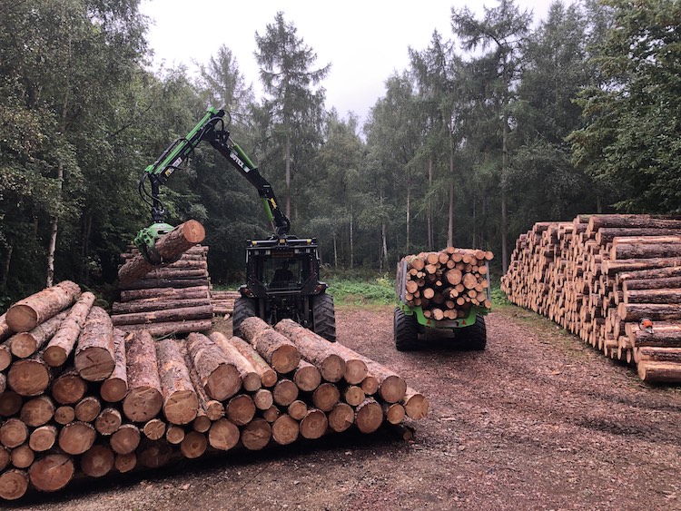 Woodland Management Richardson Tree Surgery